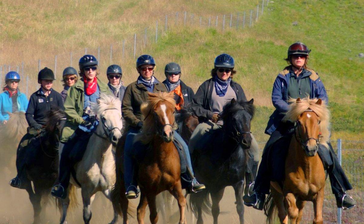 Iceland horse - Wild bunch
