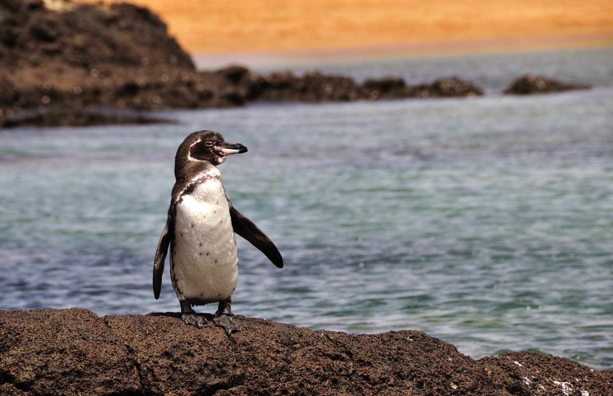 galapagos-islands-facts-statistics-about-galapagos-islands