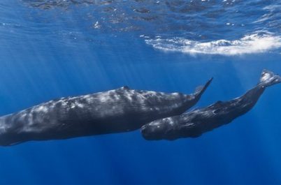Did You Know? Whales Can Barrel Roll!
