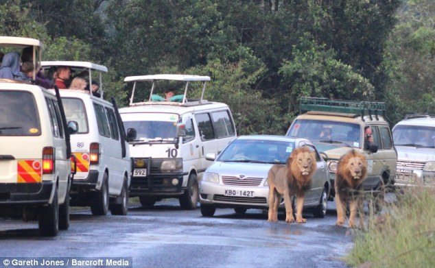 They see me strollin': Cars began to pile up as the two male lions claimed the road for their own in the middle of the busy commuter hour