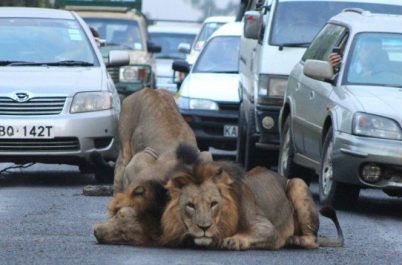 Lions Snarl Traffic in Nairobi, Kenya