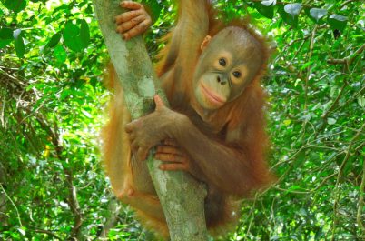 sepilok-orangutan-rehabilitation-center