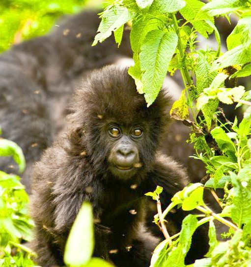 A baby gorilla peeks though the bamboo of the Bwindi Impenetrable Forest in Uganda