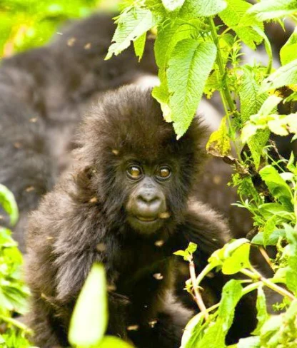 A baby gorilla peeks though the bamboo of the Bwindi Impenetrable Forest in Uganda