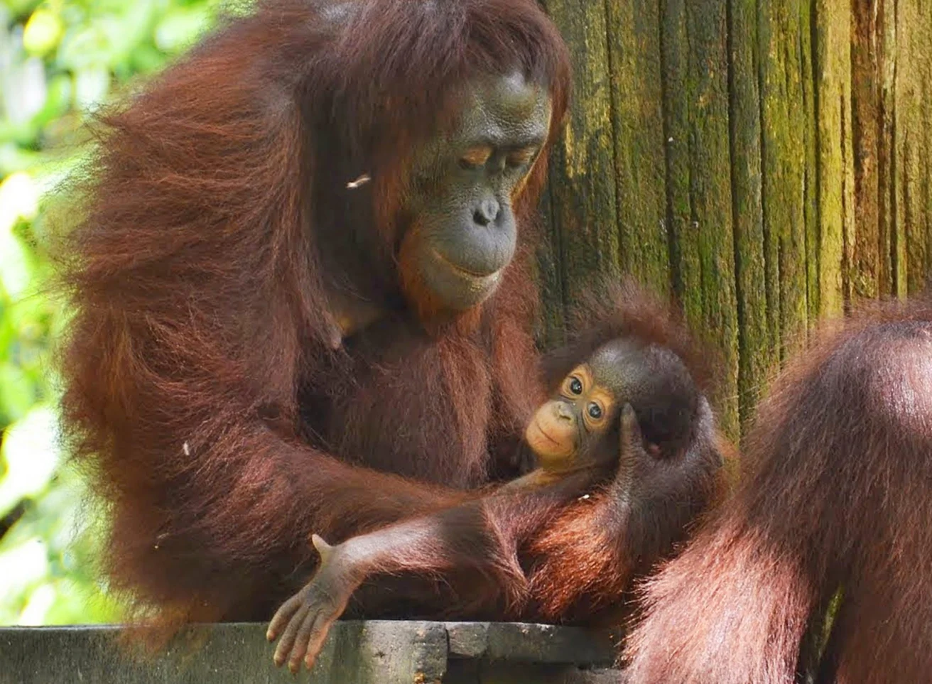 Adult orangutan holding a baby orangutan on a wooden platform against a tree trunk.