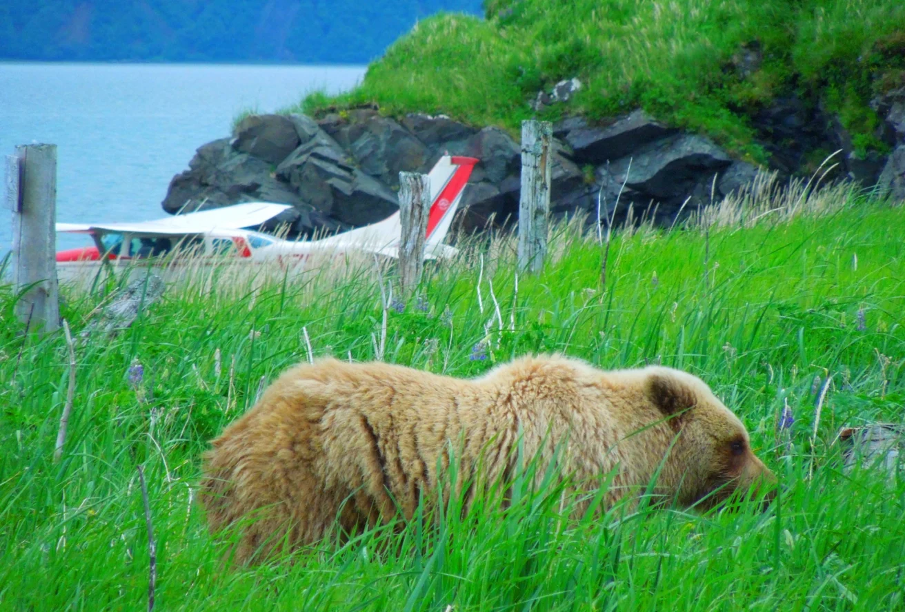 A brown bear walks through tall grass near a small plane parked by a rocky coastline.