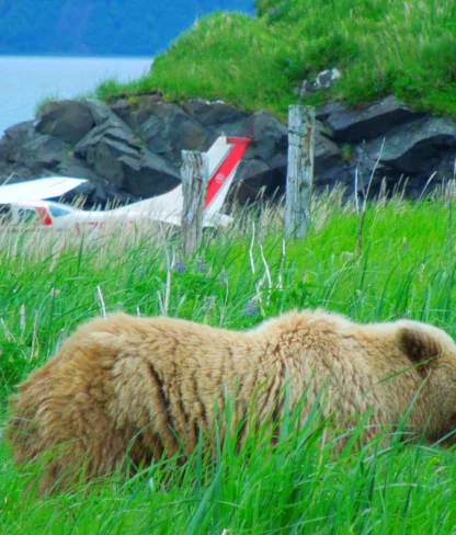 A brown bear walks through tall grass near a small plane parked by a rocky coastline.