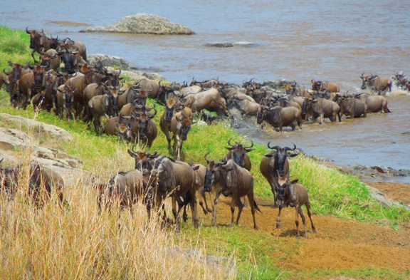 A group of wildebeests crossing a river, with some on the riverbank and others in the water. Grassy terrain and a rocky outcrop are visible in the background.