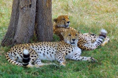 Photo Gallery: Tanzania - A Tented Safari on the Serengeti