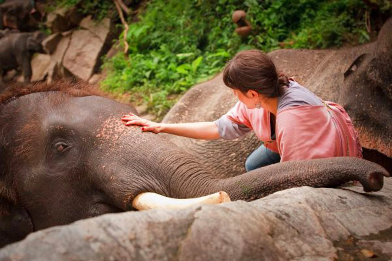 A person in a pink shawl gently pets a resting elephant in a rocky, green setting.