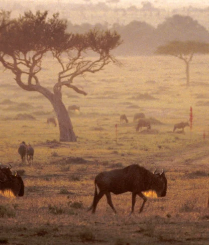 A herd of wildebeest grazes on a grassy plain with a few scattered trees at sunrise, creating a warm and serene landscape scene.