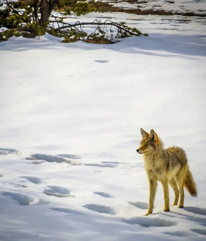 A coyote stands alert on a snowy landscape, with sparse trees in the background.