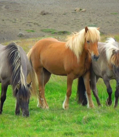 Three Icelandic horses standing in a grassy field, one brown and two gray, with a rocky landscape in the background.