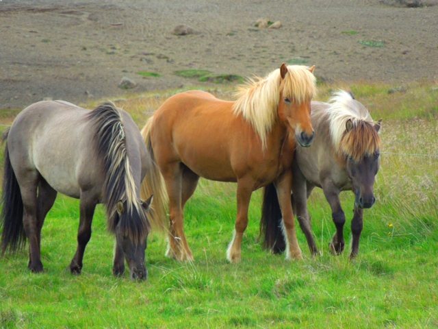 Three Icelandic horses standing in a grassy field, one brown and two gray, with a rocky landscape in the background.