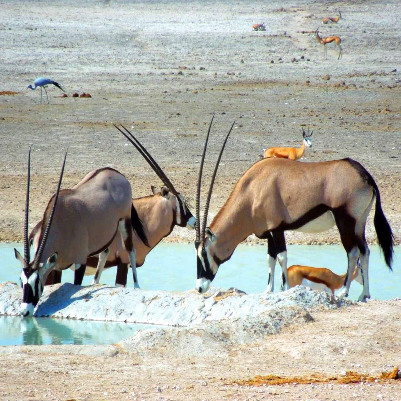 Three gemsboks drinking at a waterhole with a few antelopes in the background on a dry, sandy landscape.