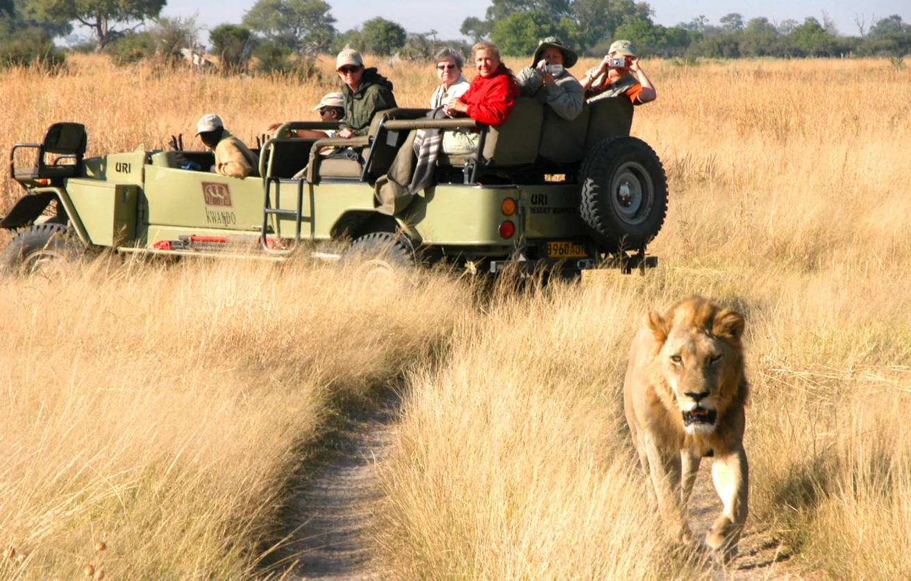 A group of people in a safari vehicle observe a lion walking on a dirt path in a grassy landscape.