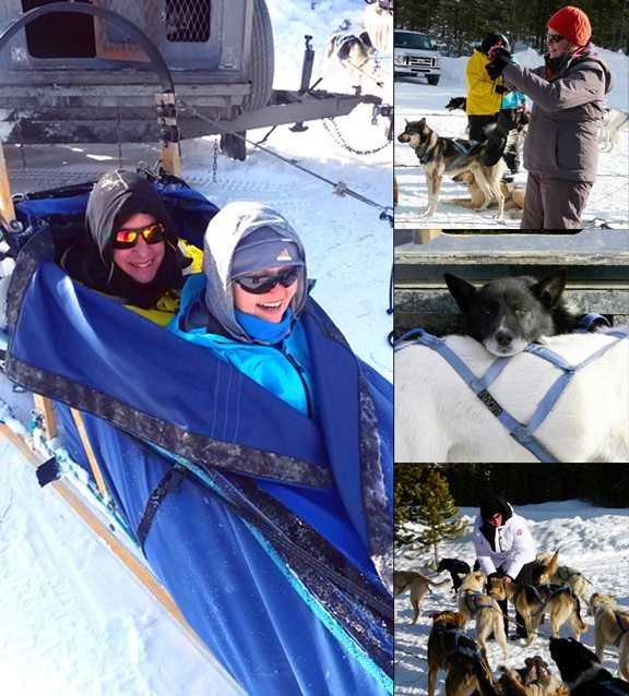 Dogsledding collage