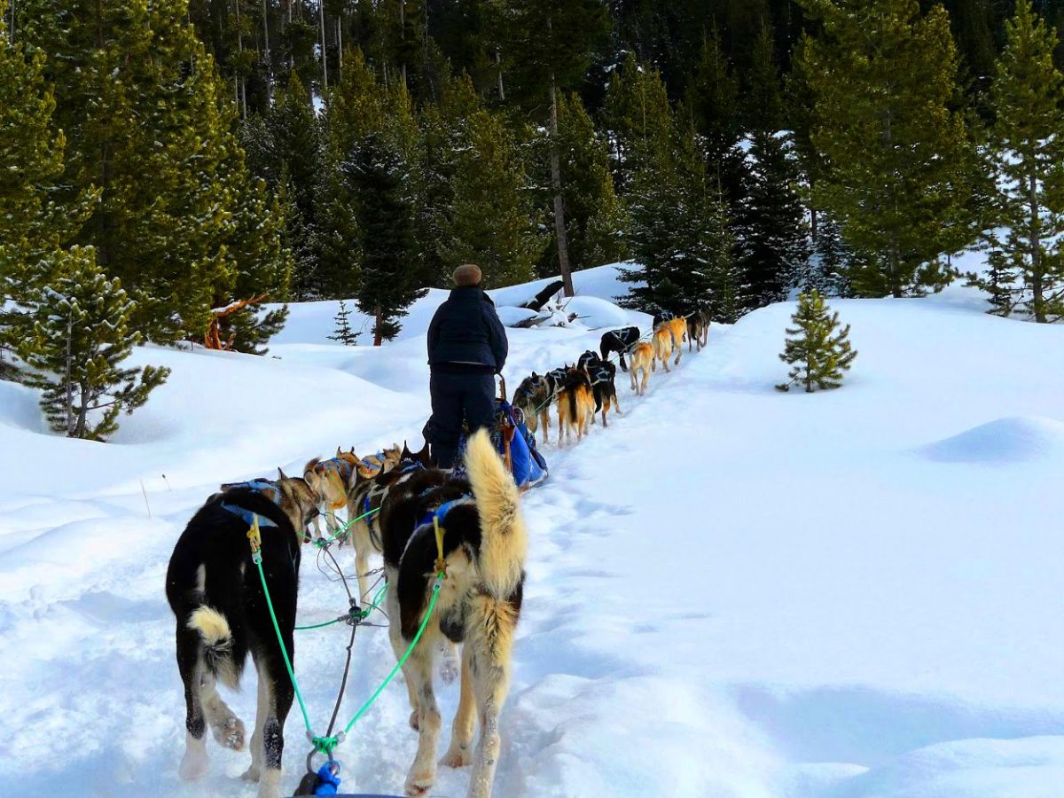 A person leads a dog sled team on a snowy trail surrounded by pine trees in a winter landscape.