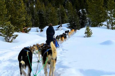 Yellowstone Winter Wonderland: Photo Journey and Guest Reviews