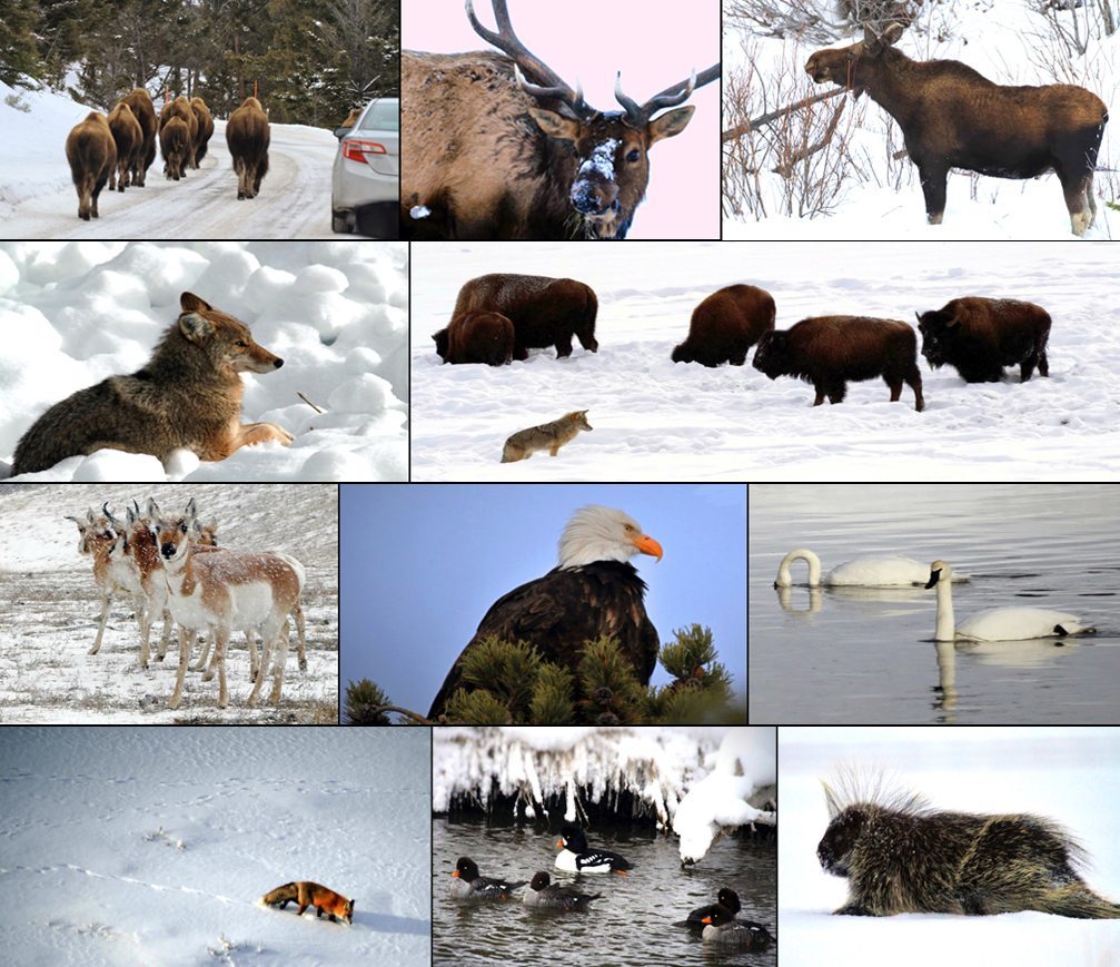 Yellowstone Winter Animal Collage