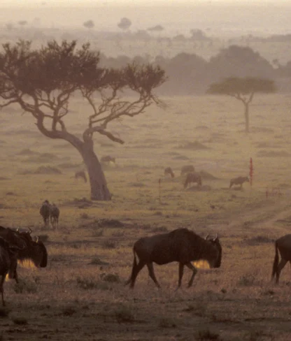 Great herds of wildebeest, zebras, and other animals travel the Serengeti Plain...