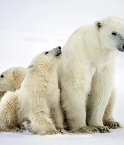 A polar bear sits on snowy ground with two polar bear cubs leaning against it.