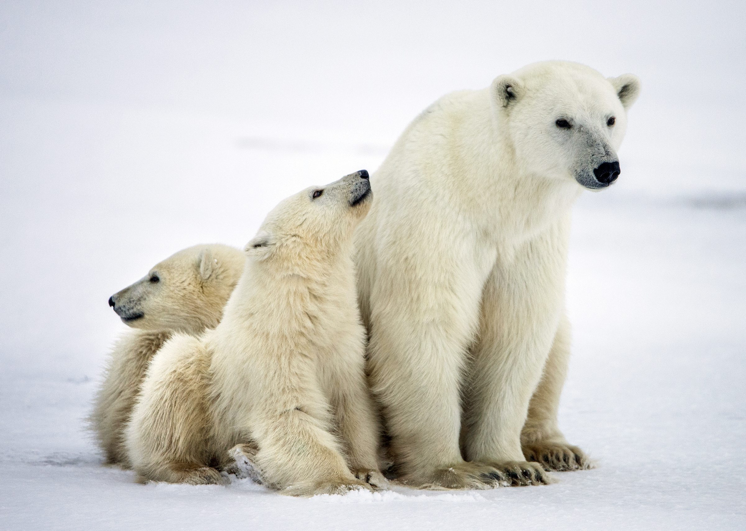 Polar she-bear with cubs. A Polar she-bear with two small bear cubs on the snow. The polar bear (Ursus maritimus)