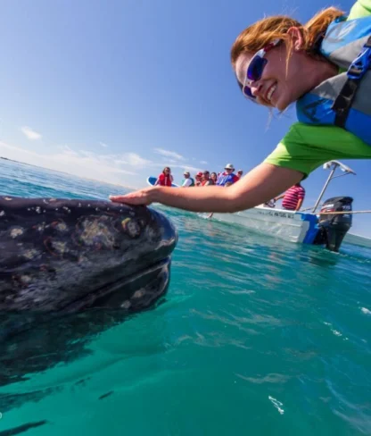 A person wearing a life jacket and sunglasses leans over a boat to touch a whale in clear blue water, with another boat and people in the background.