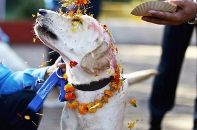 Kukur Tihar: Nepal's "Day of the Dog" Festival in November
