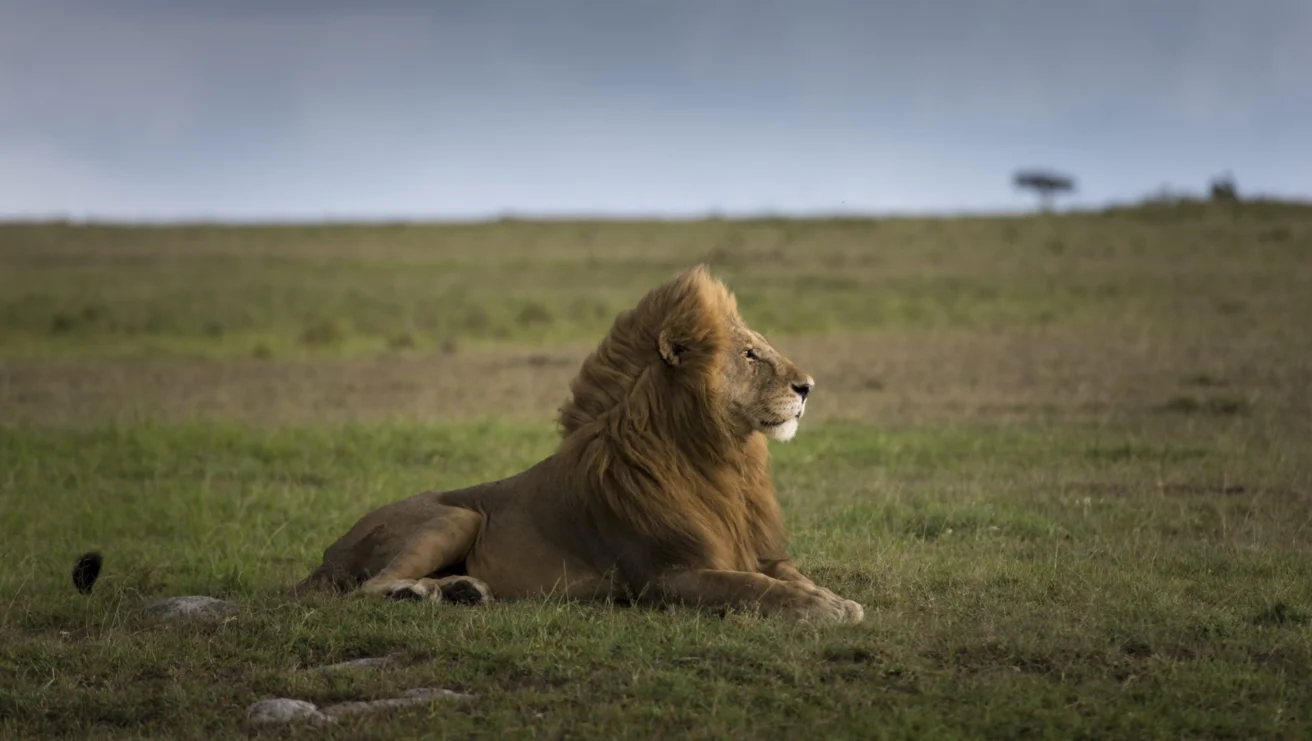 A lion with a mane lying on grassy plains under a cloudy sky.