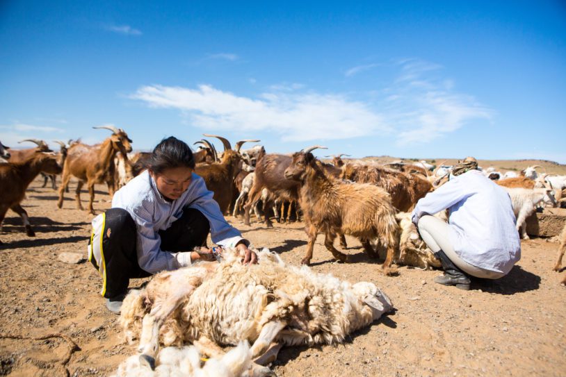 Girl and sheep in Gobi Desert