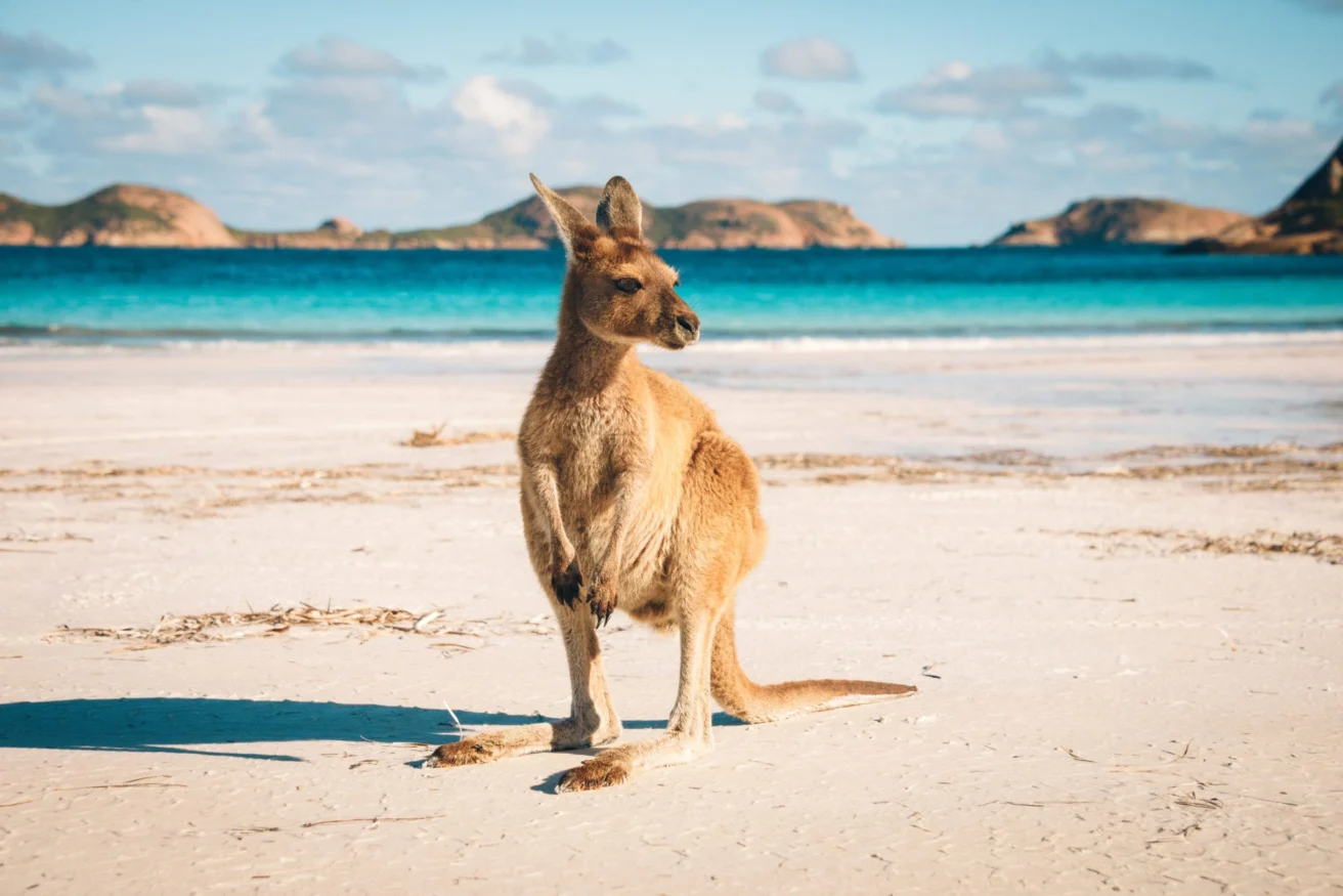 A kangaroo stands on a sandy beach with turquoise water and distant hills under a clear sky.