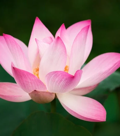 A pink lotus flower in bloom against a dark green background.