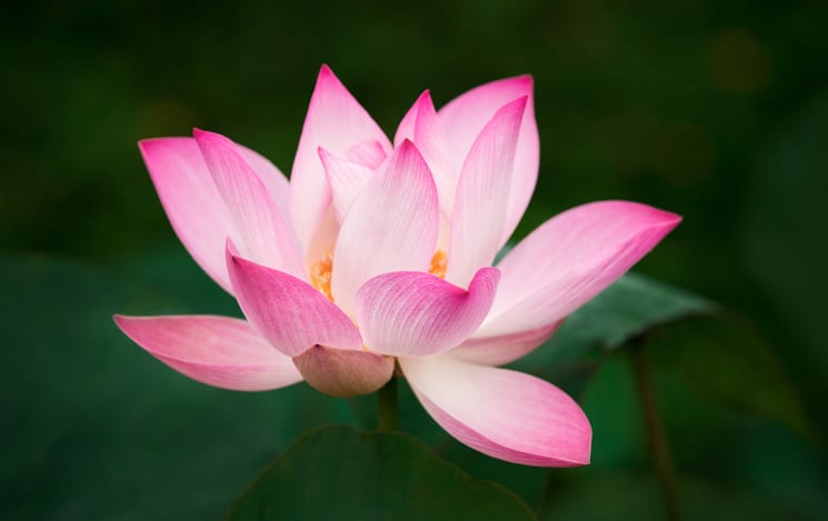 A pink lotus flower in bloom against a dark green background.