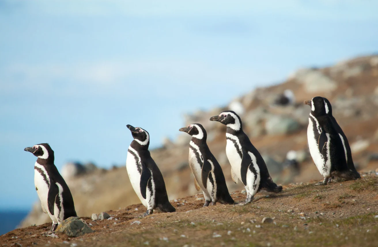 Five penguins standing in a line on a rocky terrain with a blurred background.