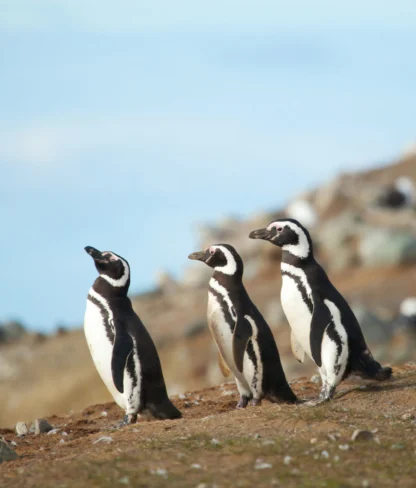 Five penguins standing in a line on a rocky terrain with a blurred background.