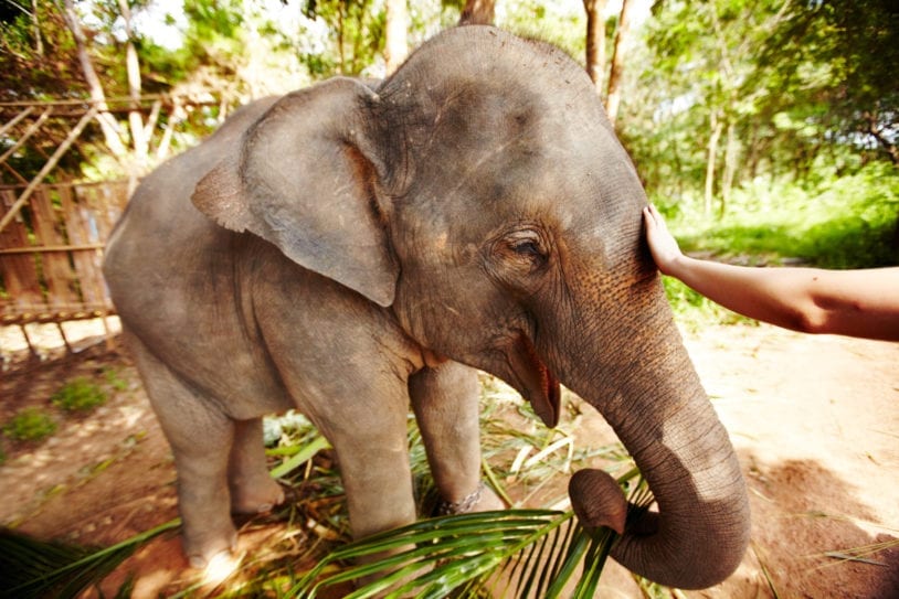 Adorable photo of baby elephant on women's trip to Thailand.