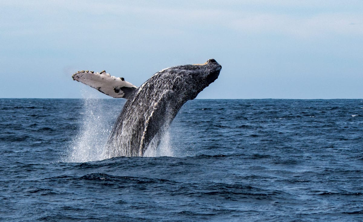 Baja: Whale Watching & the Sea of Cortez - AdventureWomen