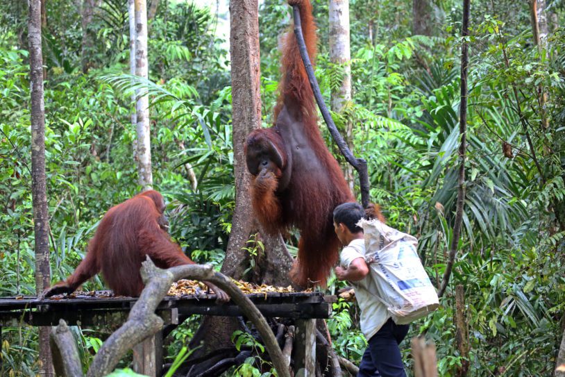 A camp worker feeds a group of orangutans bananas in the rainforest of the Tanjung Puting National Park in Borneo. The platform was set up near Camp Leakey for orangutans reintroduced into the wild. This endangered species is found throughout Borneo, and it's related species, the Pongo abelii, is found in Sumatra.