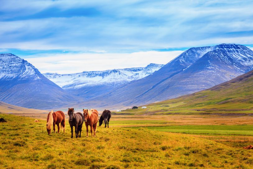 A herd of Icelandic Ponies in the pasture with mountains in the background