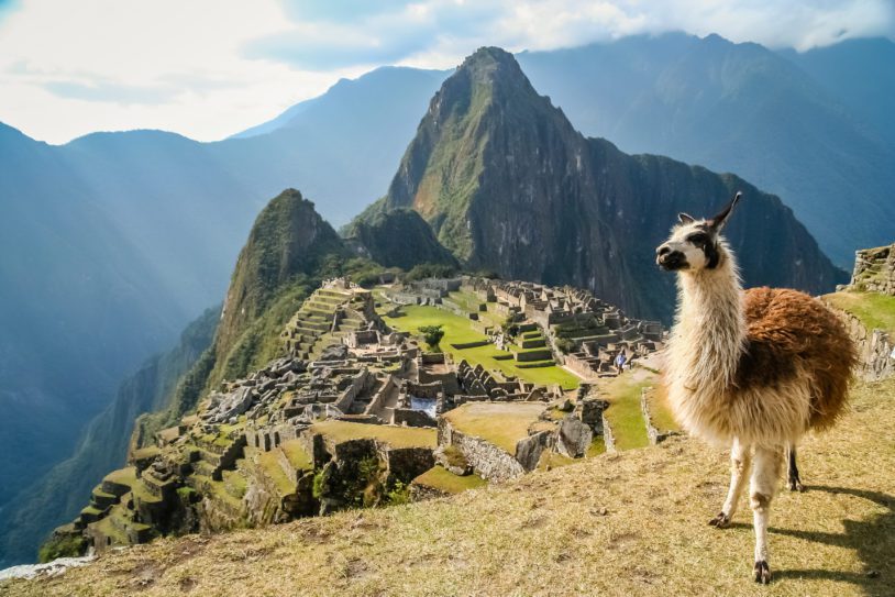 Lama And Machu Picchu
