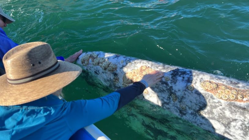 Making connection with a grey whale