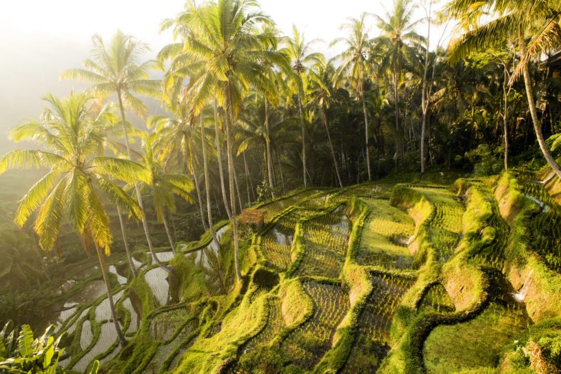 The rice terraces of Tegallalang, Bali, Indonesia located near the town of Ubud.