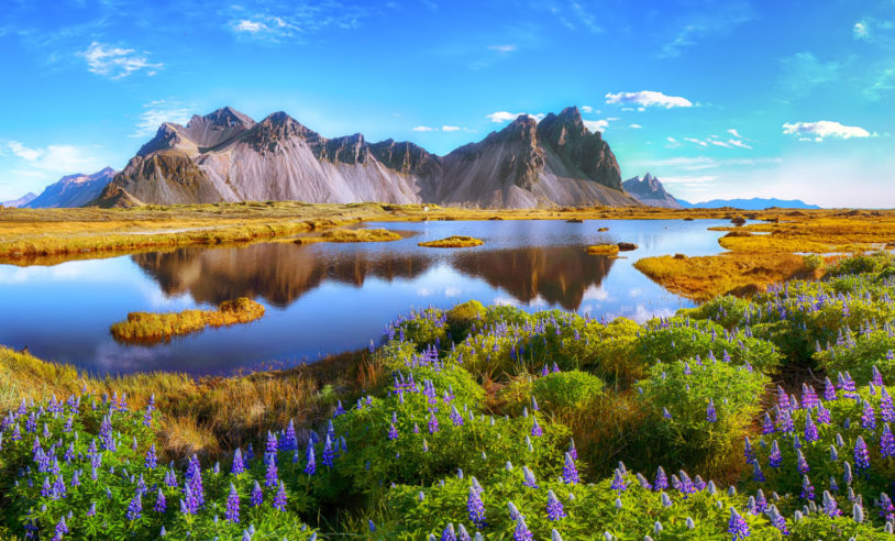 Beautiful sunny day and lupine flowers on Stokksnes cape in Iceland. Location: Stokksnes cape, Vestrahorn (Batman Mount)