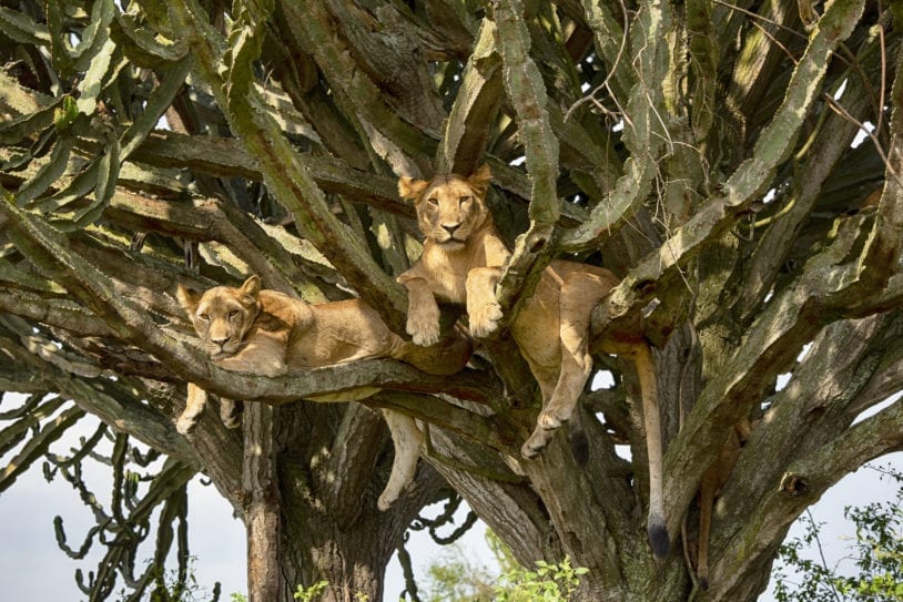 Young lions resting high up in a cactus tree in Uganda women's adventure travel trip
