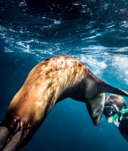 A swimmer in a wetsuit interacts underwater with a sea lion, as bubbles surround them in the ocean.