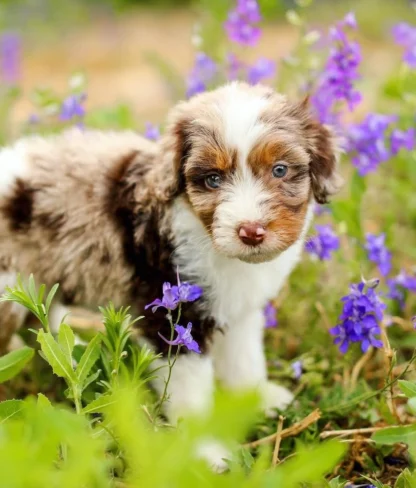 A fluffy puppy with a mottled brown and white coat stands among purple flowers in a grassy field.