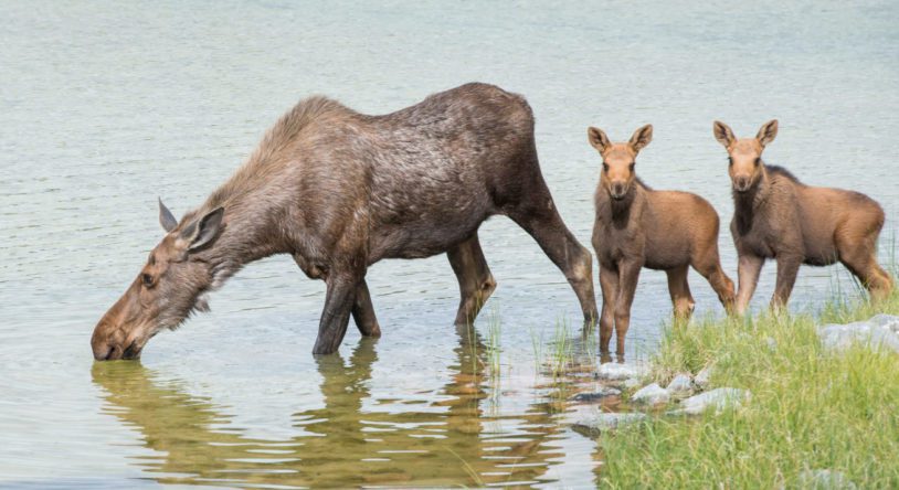 Moose and calf drinking from a river