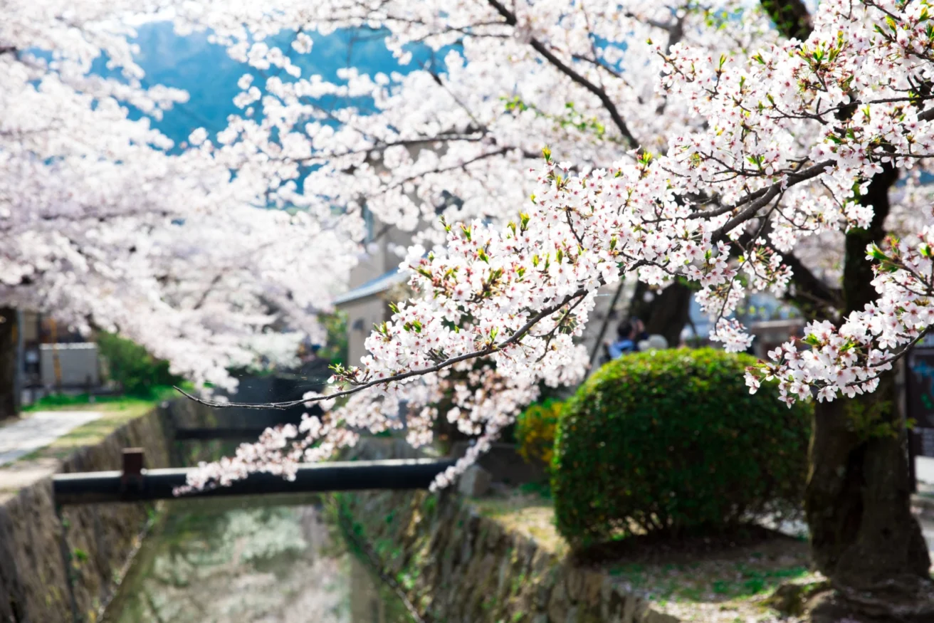 Cherry blossoms in full bloom along a canal, with a small bridge and greenery in the background.