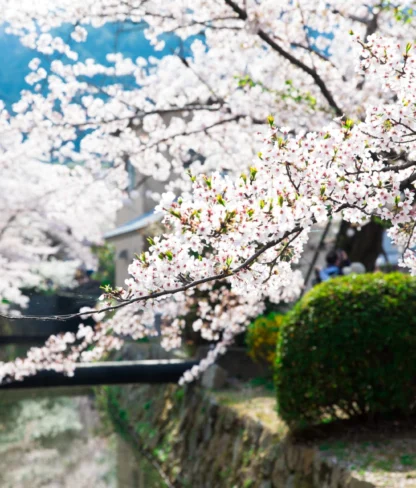 Cherry blossoms in full bloom along a canal, with a small bridge and greenery in the background.